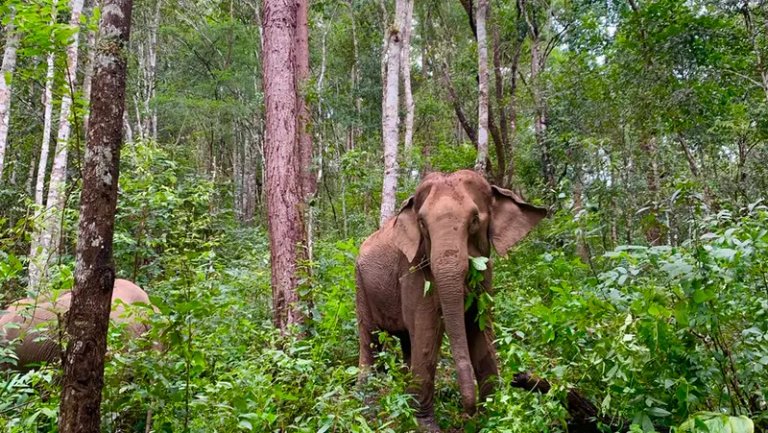 Elephant Eco Trails