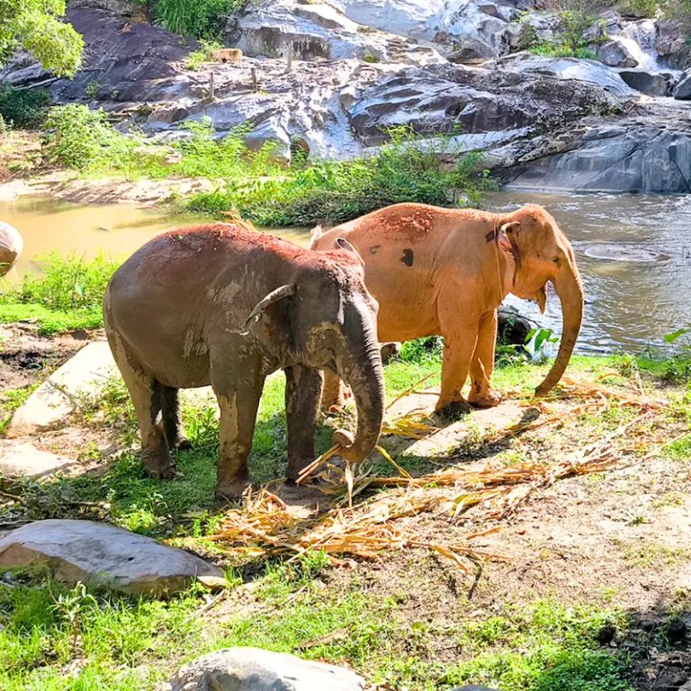 Joy elephant sanctuary